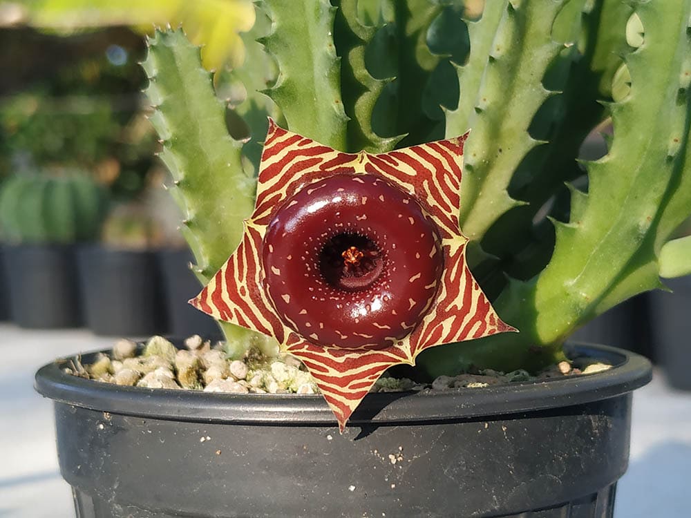 potted lifesaver cactus