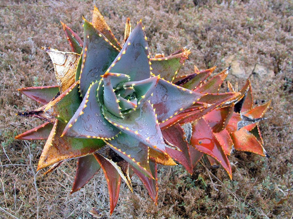 red aloe