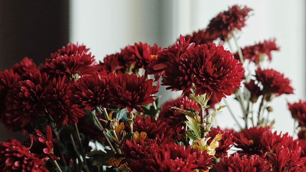 red mums near the window