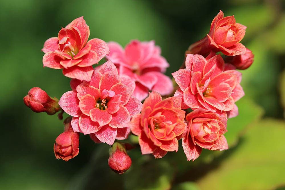 red succulent flowers kalanchoe