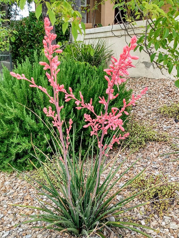 red yucca