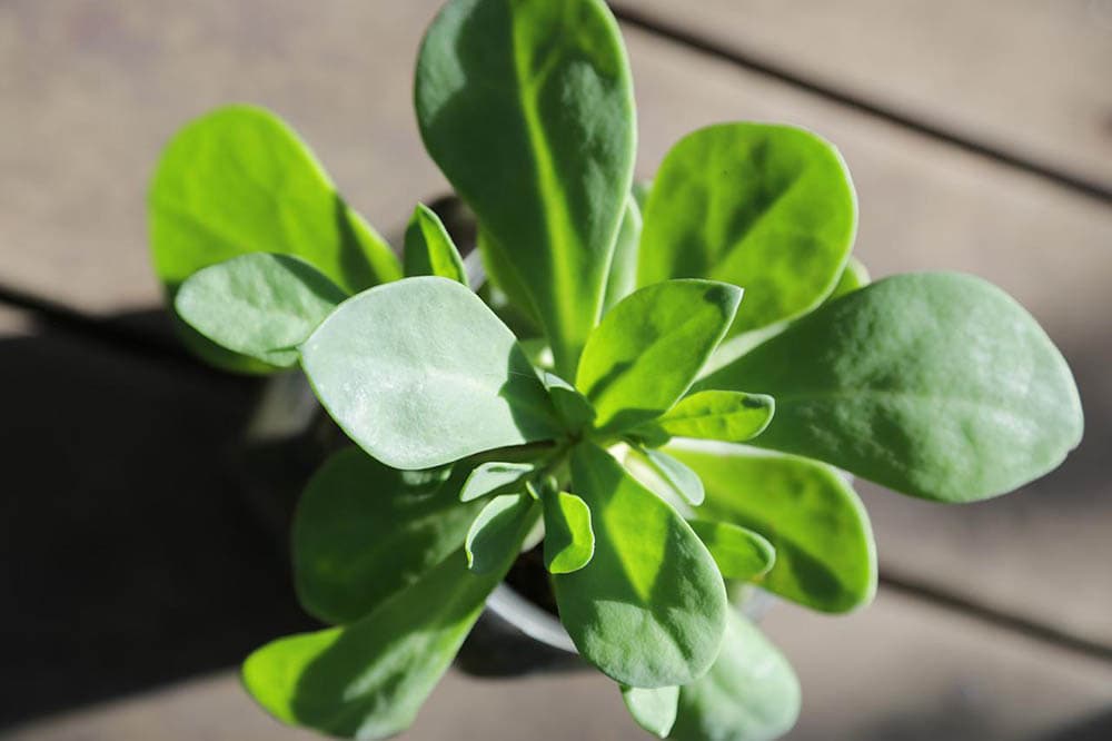 rock purslane close up