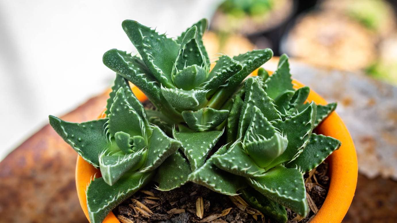 tiger jaw succulent plant