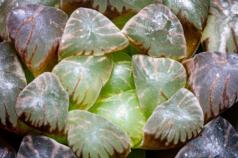 transparent succulent