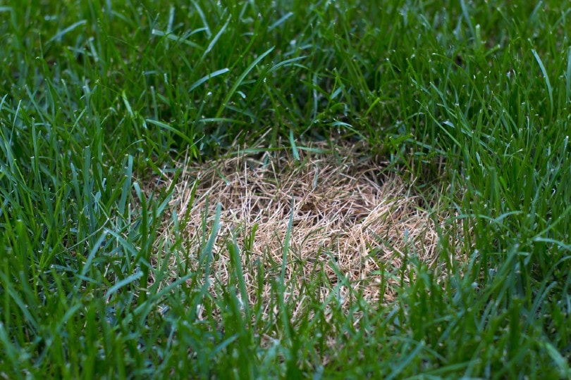 Anthracnose lawn disease