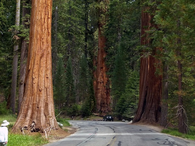 Giant Sequoia