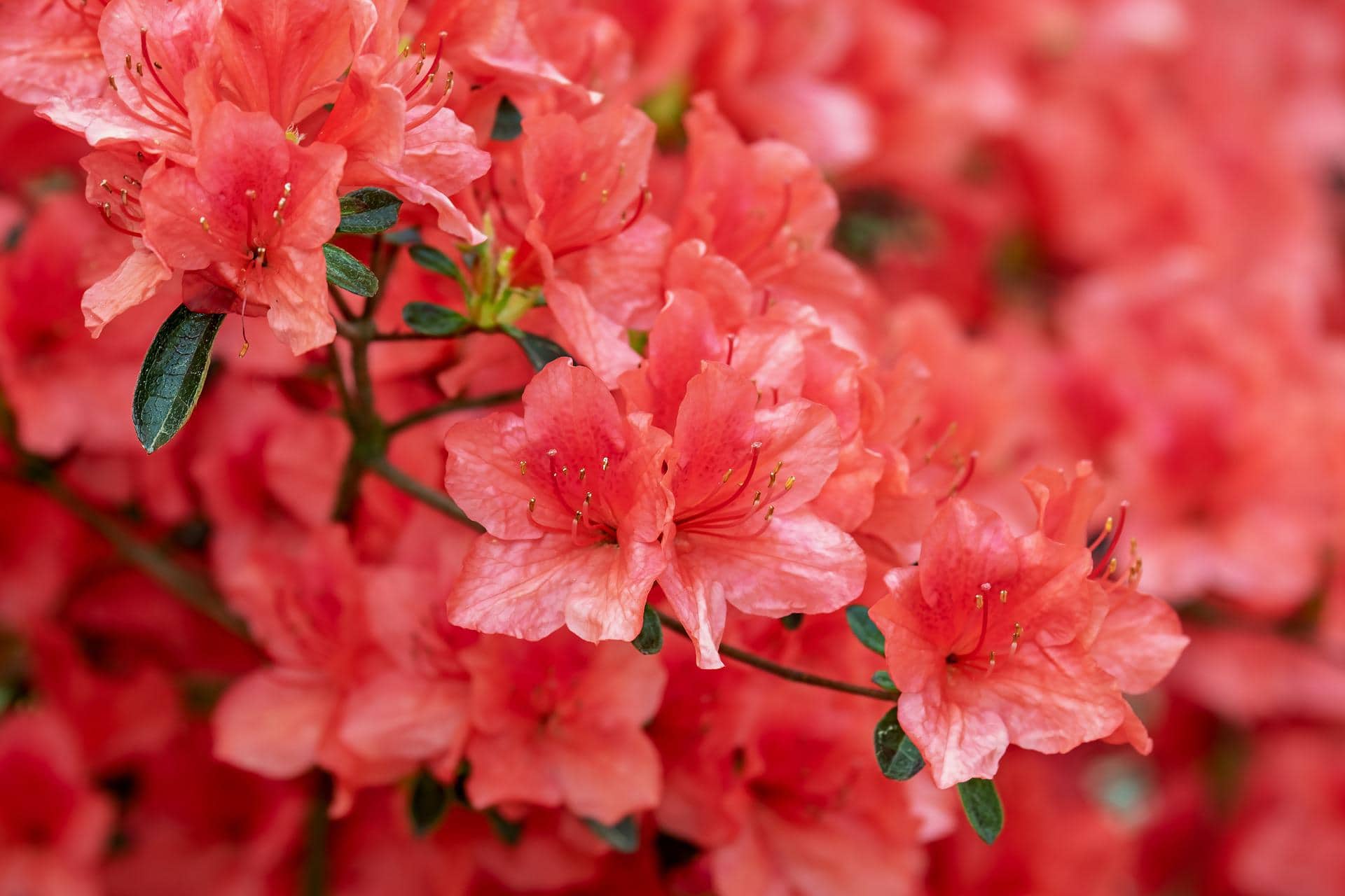 How Fast Do Azaleas Grow And How To Grow Them Faster House Grail