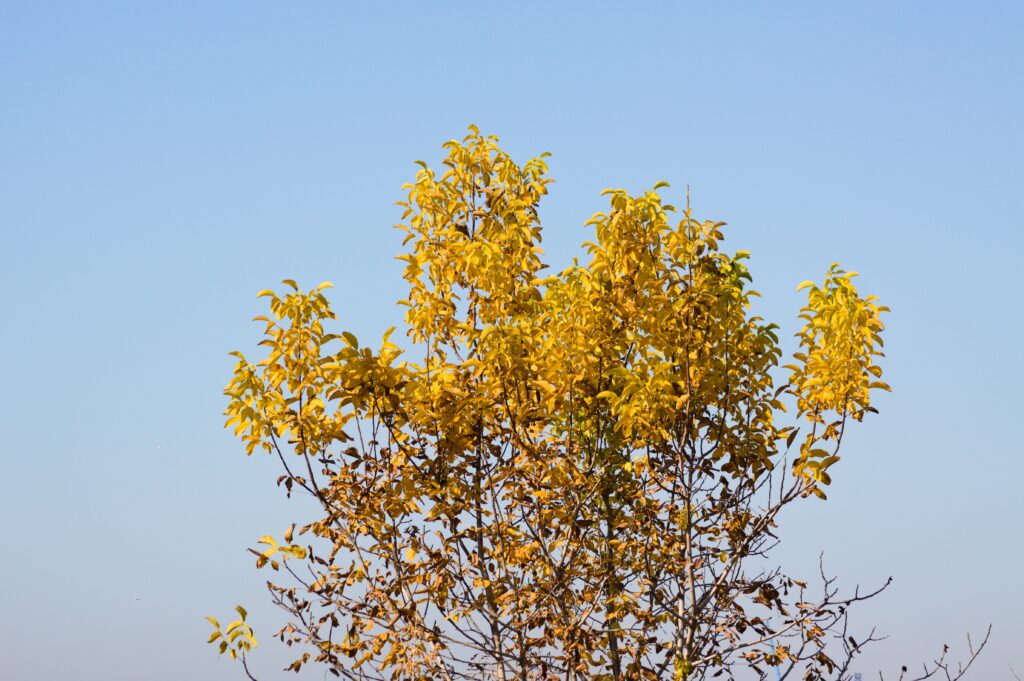 25-types-of-trees-in-california-with-pictures-house-grail