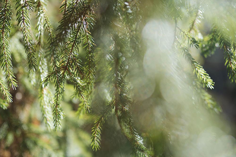 Evergreen tree_FoYu_Pixabay