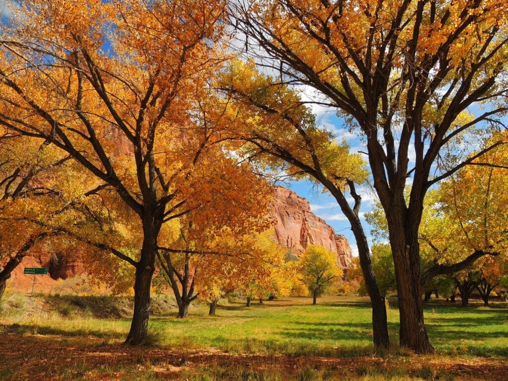 10 Types of Trees in Arizona (With Pictures) House Grail