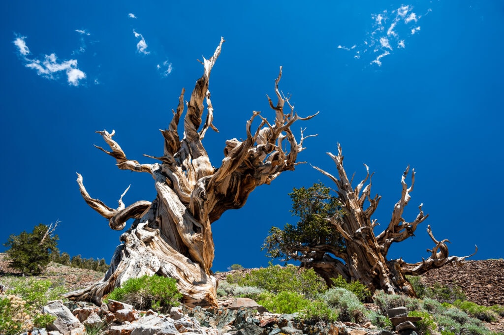 Hickory Pine