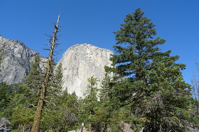 Incense Cedar