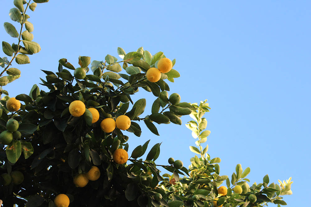 Lemon Tree_Suvi Honkanen_Unsplash