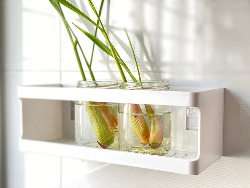 How To Grow Lemongrass Indoors Tips Tricks And Guide House Grail 