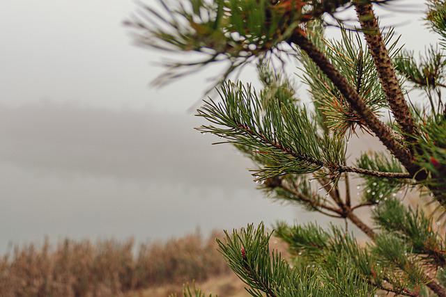 Lodgepole Pine_Grey85_Pixabay