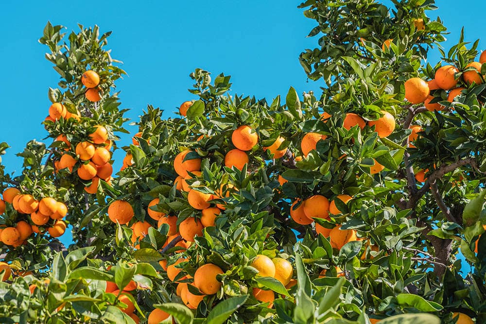 Orange Tree_Philippe Gauthier_Unsplash