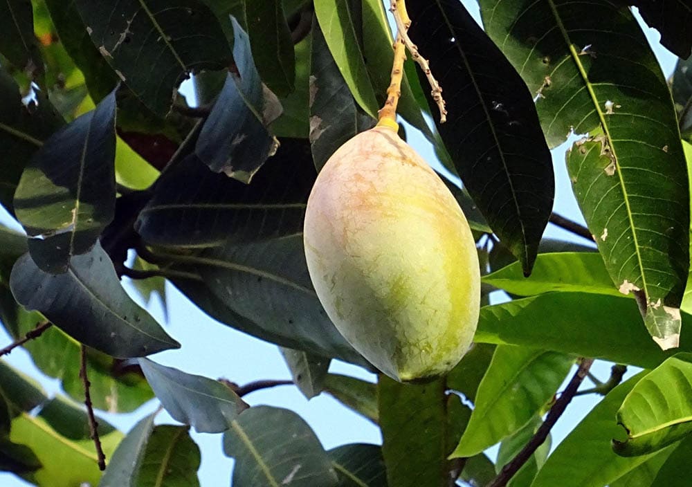 Totapuri mango_Sarangib_Pixabay