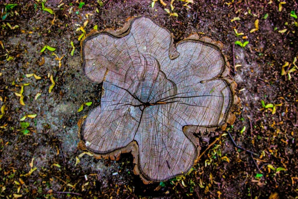 Tree Stump