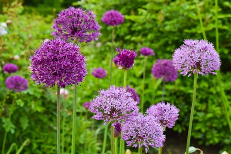 How & When To Plant Allium Bulbs: Care Tips, Tricks, & FAQ | House Grail