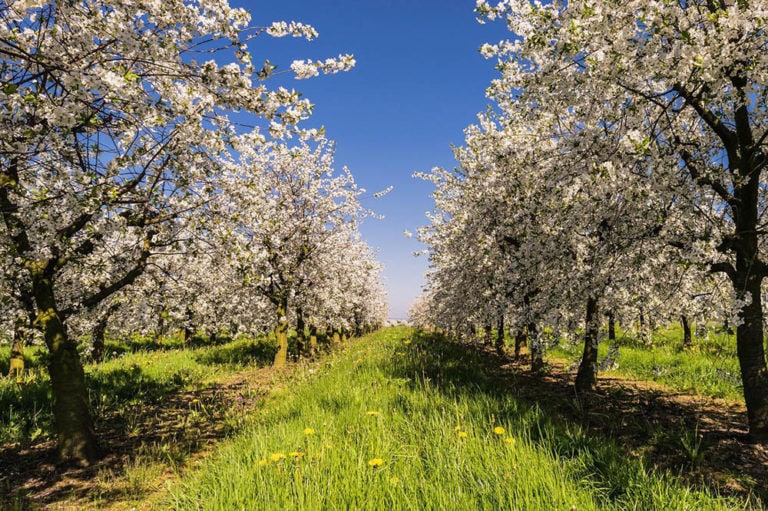 when-do-apple-trees-bloom-what-you-need-to-know-house-grail