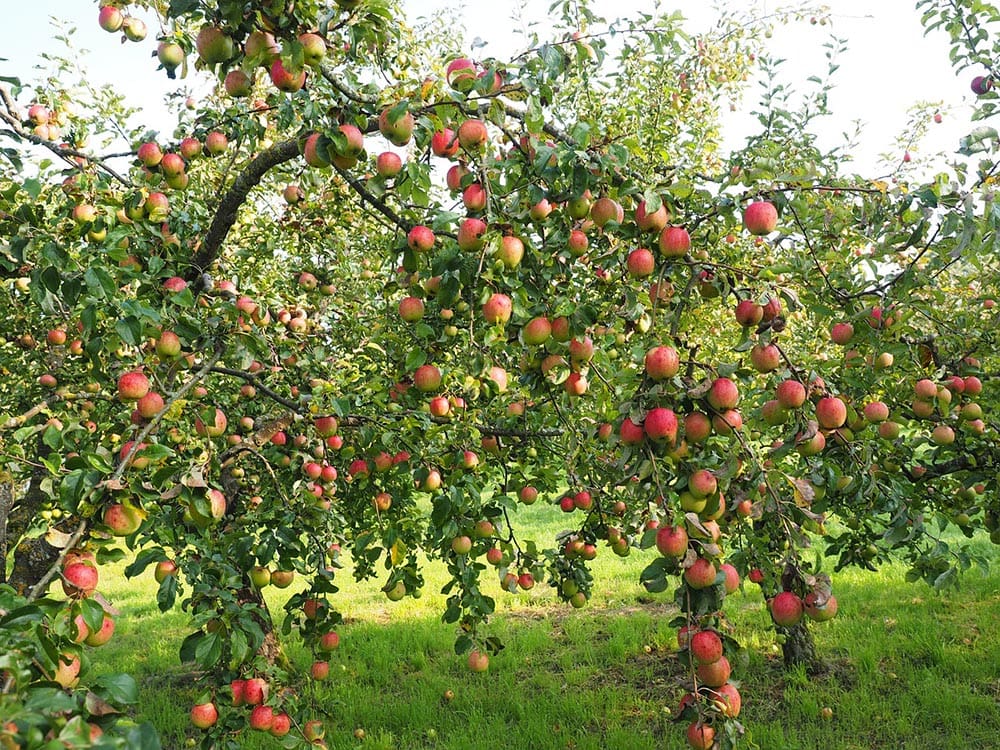 how-long-do-apple-trees-live-history-lifespan-types-house-grail