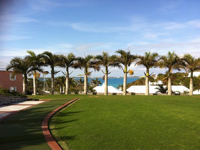 bermuda grass