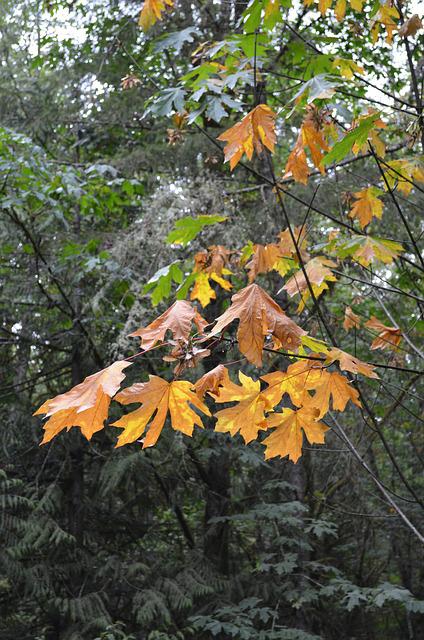 arce de hoja grande