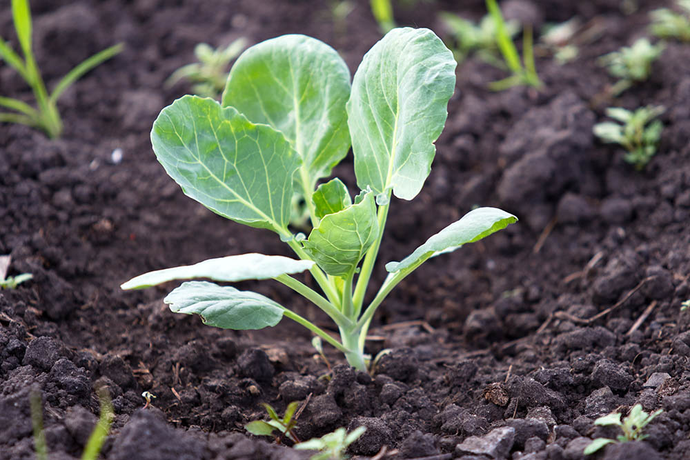 How & When to Plant Brussel Sprouts: Pruning, Care, & Pest Control ...