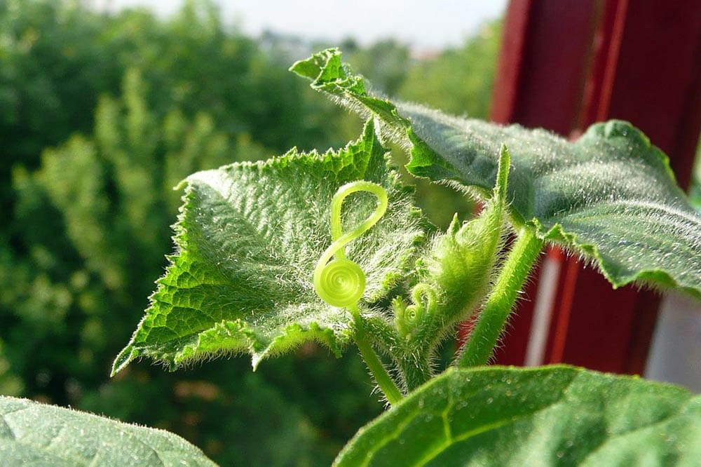 close up cucumber plant