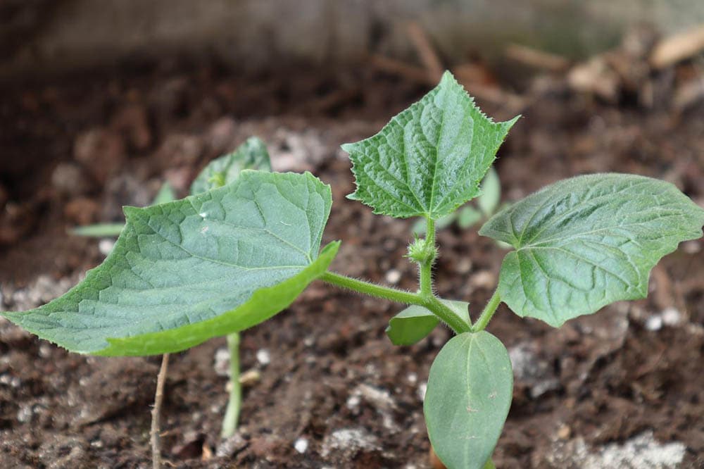 cucumber seedling growing