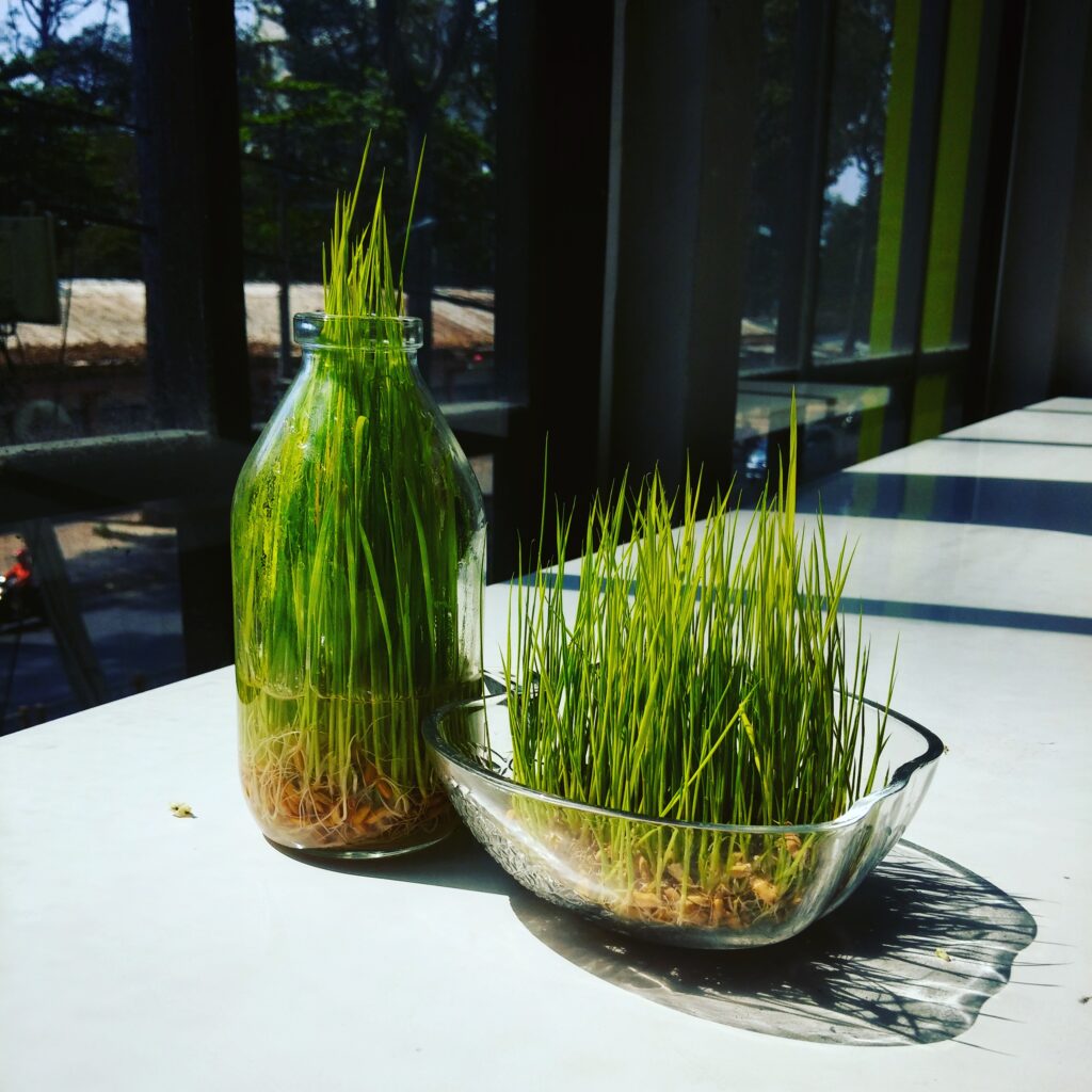 Lemon-grass-in-clear-pot-plant