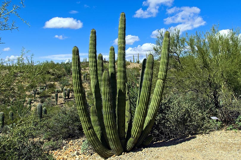 organ pipe cactus in a desert