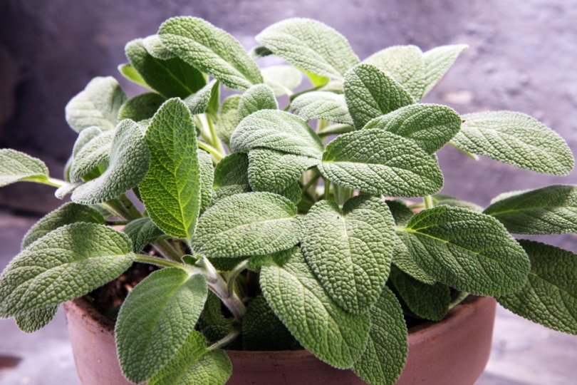 How To Grow Sage Indoors: Tips, Tricks & Step-by-Step Guide | House Grail