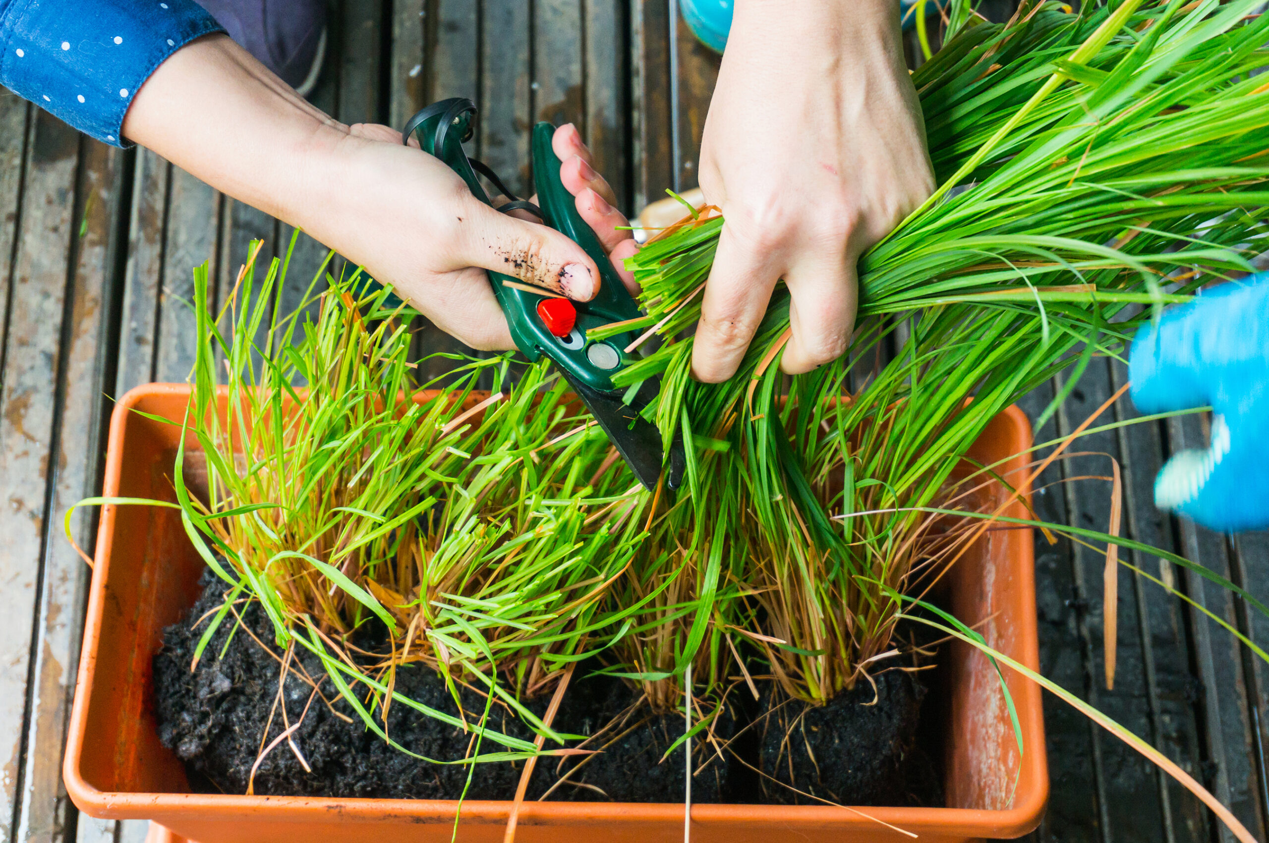 Lemon-grass-being-harvested-cut-in-pot