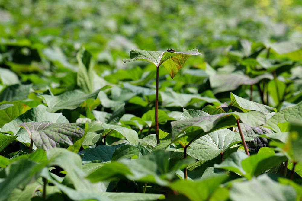 sweet potato plants