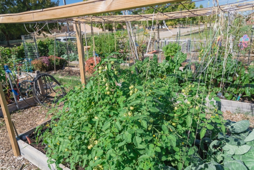 tomatoes in vertical trellis