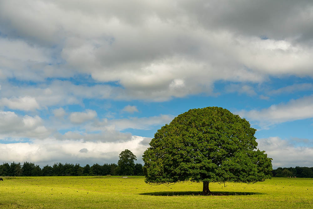 tree with shade_Nick Fewings_Unsplash