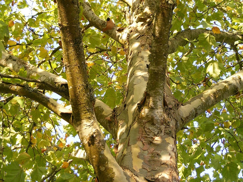 Árbol de avión de Arizona