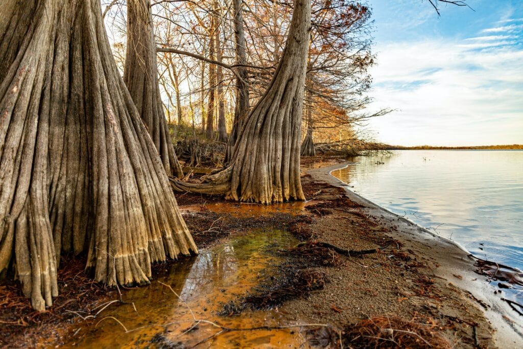 Bald Cypress Tree