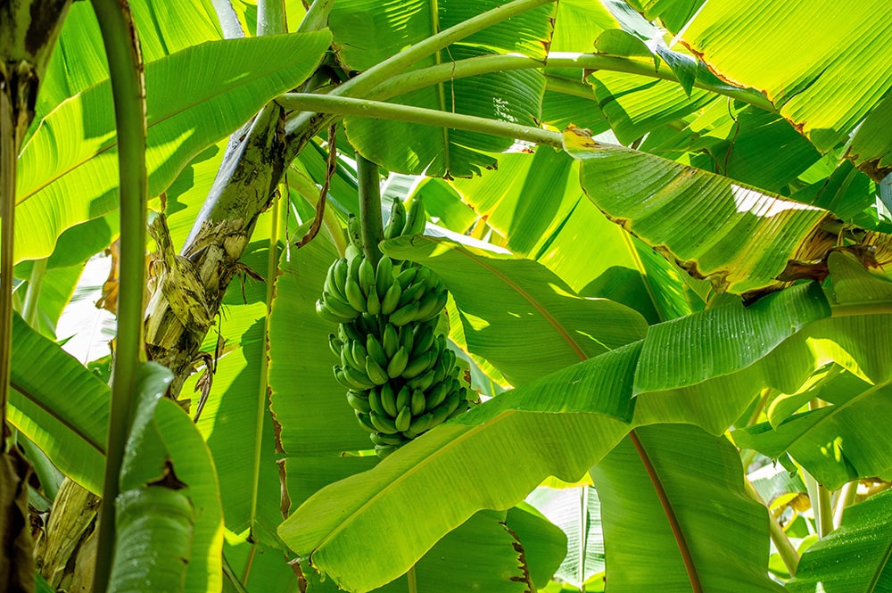 Banana Trees_M Rishal_Unsplash