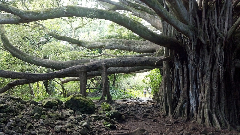 Banyan Trees_Alashbrook_Pixabay