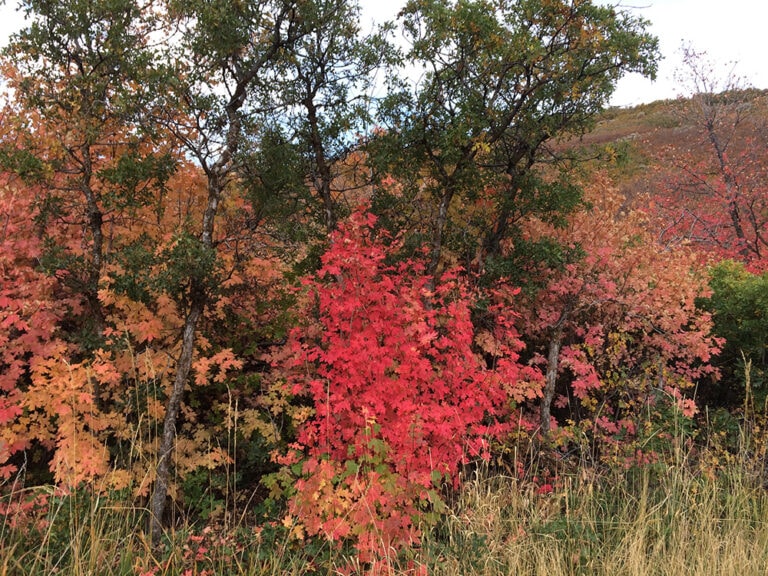 How Fast Do Maple Trees Grow? 5 Expert Tips House Grail