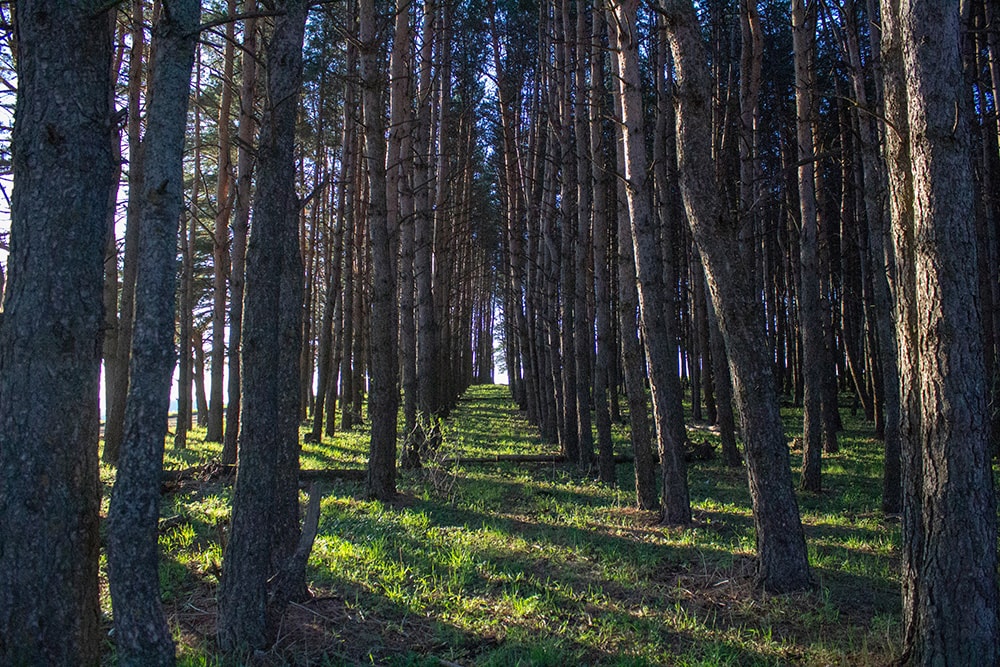 Black Birch Tree_aisvri_Unsplash