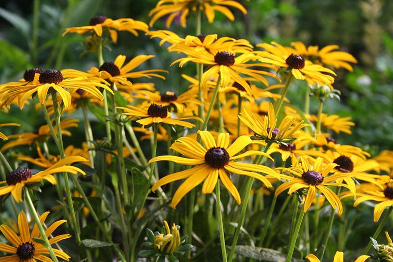Black-Eyed Susan