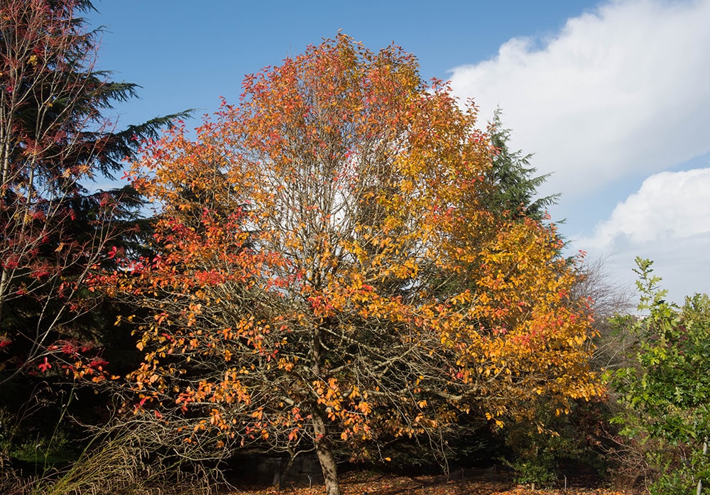 Árbol de goma negra_Fotografía de Peter Turner_Shutterstock