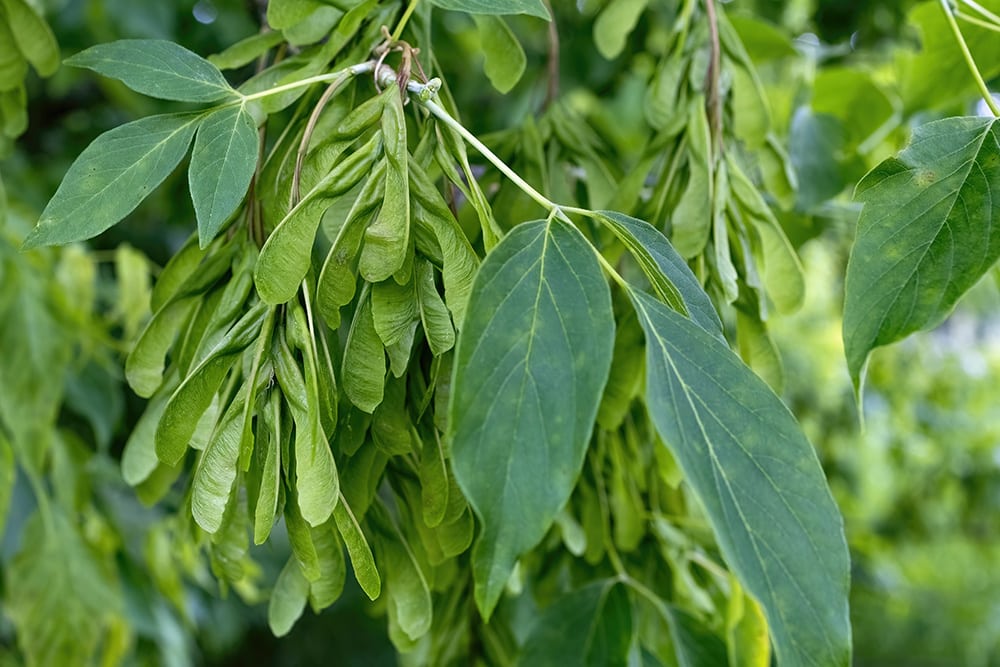 Box Elder Maple Tree_Digitalphaser_Shutterstock