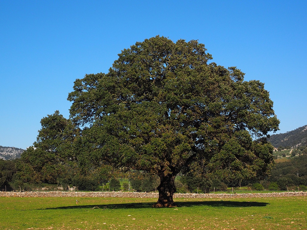 Camphor Tree_Hans_Pixabay