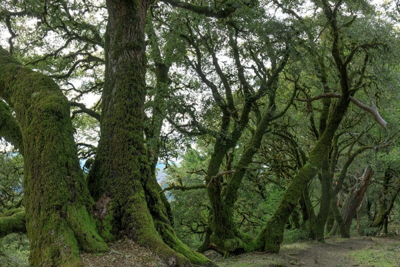 Canyon Live Oak_Yhelfman_Shutterstock