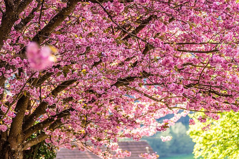 Do Cherries Grow on Cherry Blossom Trees? Types, Facts & FAQs House Grail