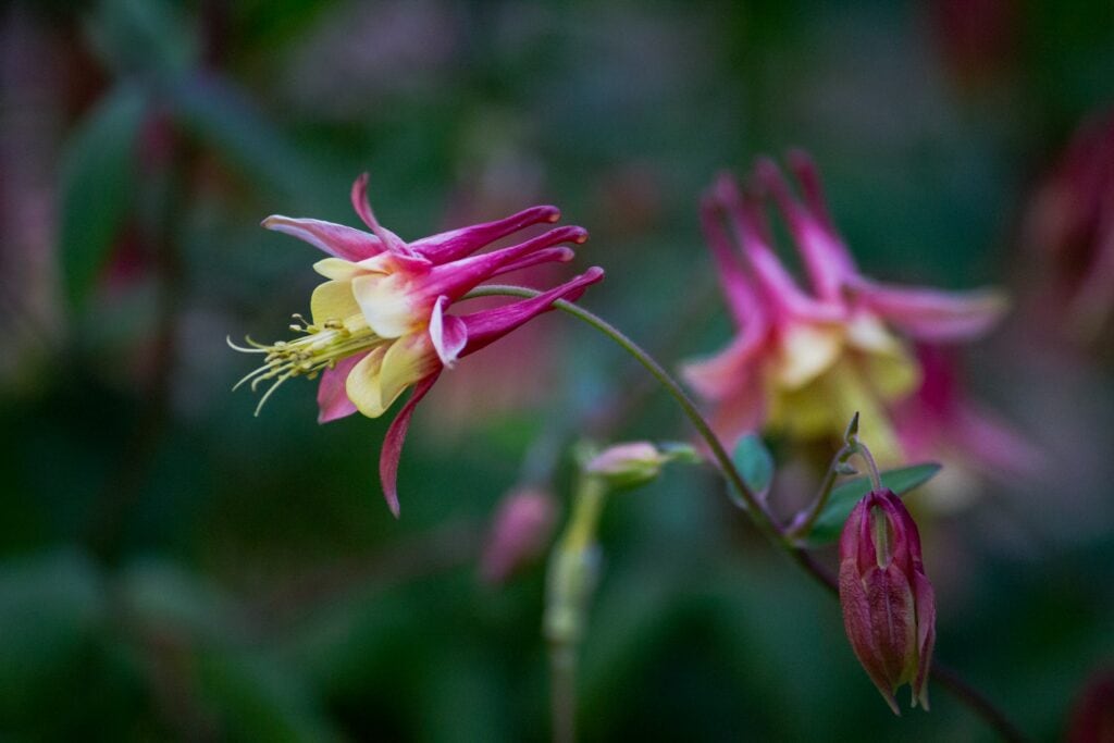 Columbine